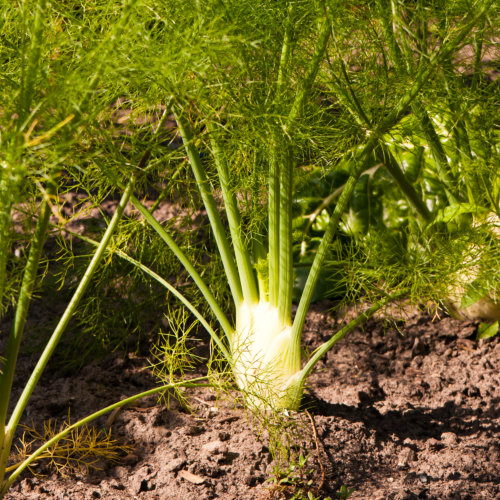 Florence Fennel Seeds - Zefa Fino